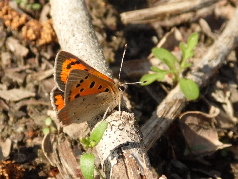 Parco del Ticino 14.4.13